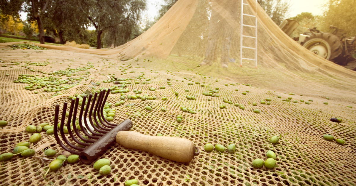 Erken Hasat Zeytinyağı Nedir? Neden Daha Değerlidir?