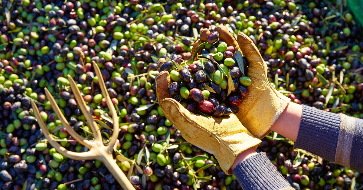 Yağlı Sele Zeytin Nedir? Geleneksel Lezzetin Doğal Yolculuğu