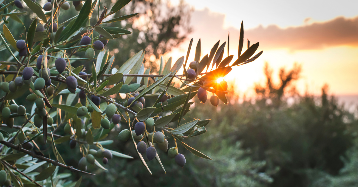 Gemlik Zeytini Neden Bu Kadar Özel ?