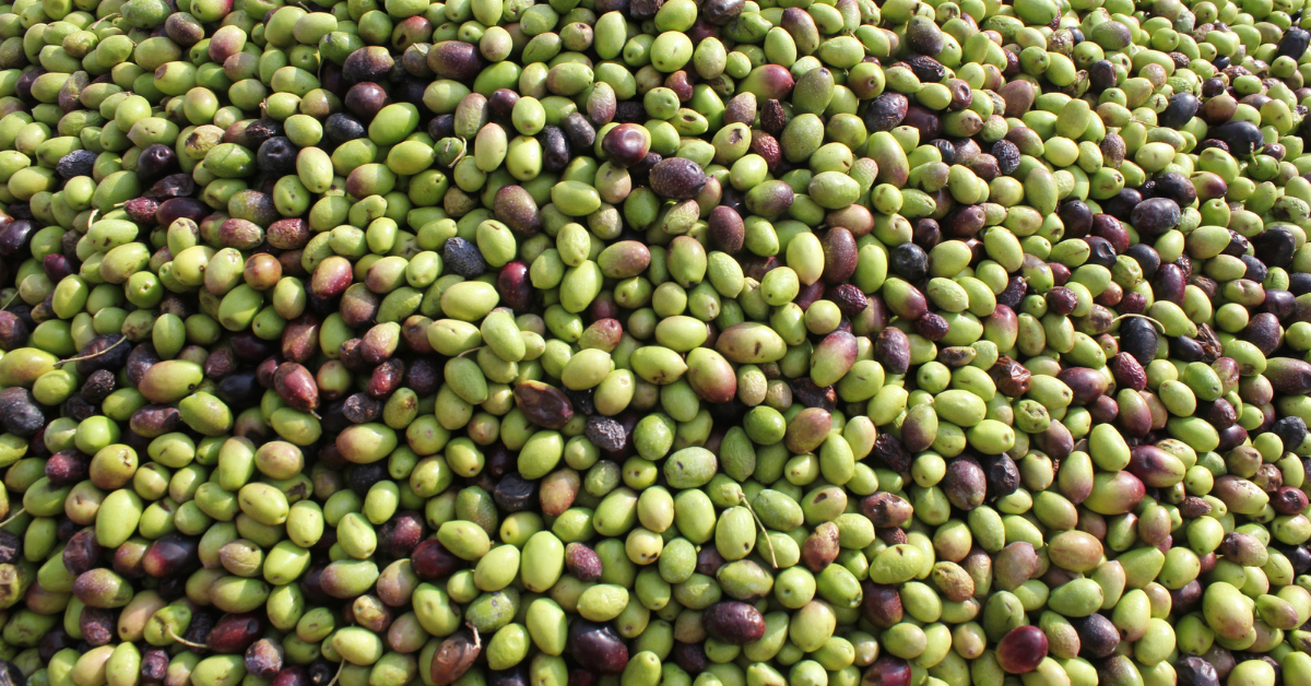 Zeytin Nasıl Saklanır? Evde Doğru Muhafaza Yöntemleri