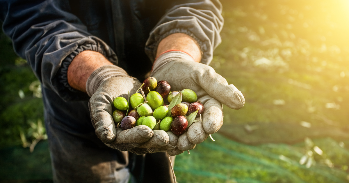 Zeytin Alırken Nelere Dikkat Edilmeli?